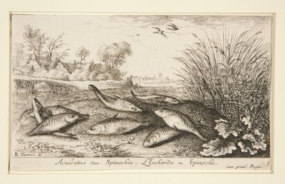 Aculeatus siue Spinachia.L 作者 阿尔伯特·弗拉芒（Albert Flemish）