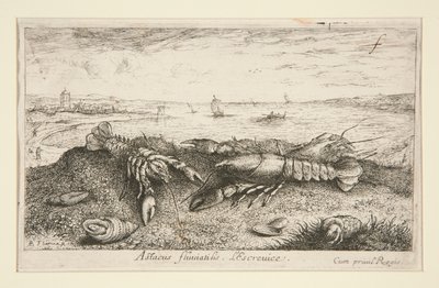 Astacus fluriatilis.L 作者 阿尔伯特·弗拉芒（Albert Flemish）