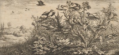Carduëlis, Chardonnet The Goldfinch：Livre d