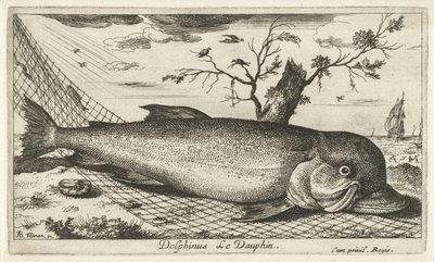 渔网中的海豚
Delphinus Le Dauphin（物体上的标题）
鱼类和其他海洋动物--咸水第三辑（系列名称）
Poissons de mer（系列名称） 作者 阿尔伯特·弗拉芒（Albert Flemish）