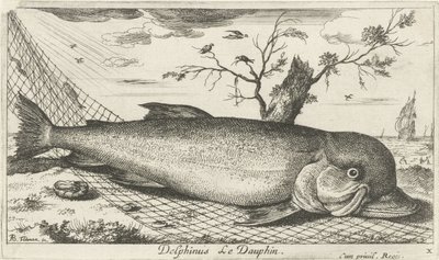 渔网中的海豚
Delphinus Le Dauphin（物体上的标题）
鱼类和其他海洋动物--咸水第三辑（系列名称）
Poissons de mer（系列名称） 作者 雅克·范梅伦