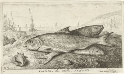 海滩上的三条鱼
Pulchella, olim trichis.La Pucelle。(物体上的标题）
鱼类和其他海洋生物--咸水第一辑（系列名称）
Diverses Especes de Poissons de mer（系列名称） 作者 雅克·范梅伦
