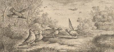 Garrulus, Gey The Jay：Livre d