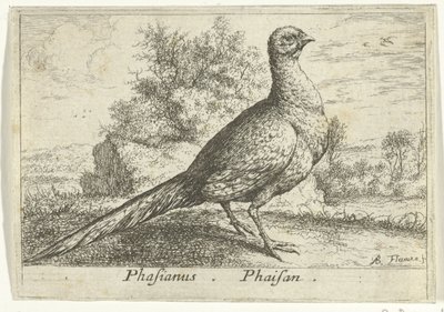 雉鸡景观
Phasianus。辉山（物体上的标题）。
十三种鸟（系列名称）
Diuersae Auium Specie（系列标题） 作者 雅克·范梅伦