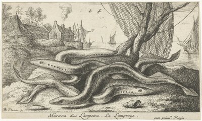 岸边的河灯鱼
Muraena siue Lampetra.La Lamproye.(物体上的标题）
鱼类和其他海洋动物 - 淡水第二辑（系列名称）
淡水鱼第二辑（系列名称） 作者 雅克·范梅伦