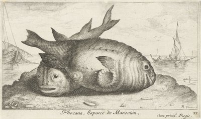 海滩上的两只江豚
Phocana, Espesce de Marsoüin，（物体上的标题）
鱼类和其他海洋动物--咸水第三辑（系列名称）
Poissons de mer（系列名称） 作者 阿尔伯特·弗拉芒（Albert Flemish）
