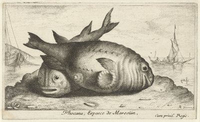 海滩上的两只江豚
Phocana, Espesce de Marsoüin，（物体上的标题）
鱼类和其他海洋动物--咸水第三辑（系列名称）
Poissons de mer（系列名称） 作者 雅克·范梅伦