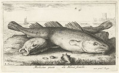 海滩上的两只卡伯熊
Molucius piscis.Le Moruë fraiche.(物体上的标题）
鱼类和其他海洋动物 - 海水第二系列（系列名称）
Poissons de mer（系列名称） 作者 阿尔伯特·弗拉芒（Albert Flemish）