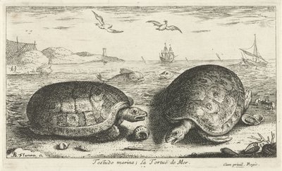 海滩上的两只海龟
Testudo marina; La Tortuë de Mer（物品上的标题）
鱼类和其他海洋动物 - 海水第二系列（系列名称）
Poissons de mer（系列名称） 作者 阿尔伯特·弗拉芒（Albert Flemish）