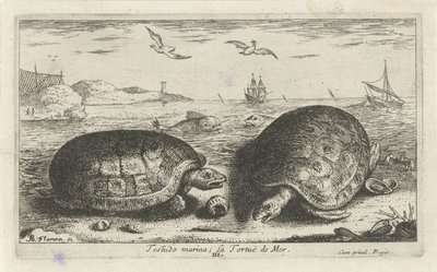 海滩上的两只海龟
Testudo marina; La Tortuë de Mer（物品上的标题）
鱼类和其他海洋动物 - 海水第二系列（系列名称）
Poissons de mer（系列名称） 作者 阿尔伯特·弗拉芒（Albert Flemish）