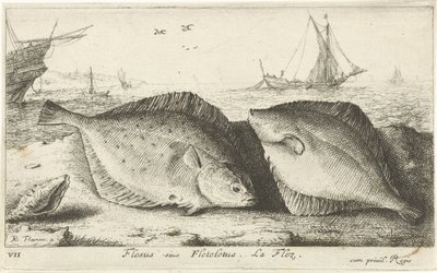海滩上的两条鲽鱼
Flesus siue Fleteletus.La flez.(物体上的标题）
鱼类和其他海洋动物--咸水第一辑（系列名称）
Diverses Especes de Poissons de mer（系列名称） 作者 雅克·范梅伦
