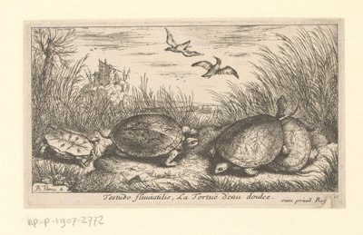 草和芦苇之间的四只淡水龟 Testudo Fluviatilis, La Tortuë d