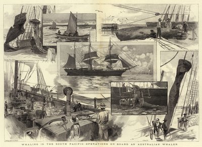 在南太平洋捕鲸，在澳大利亚捕鲸船上作业 作者 Albert Henry Fullwood