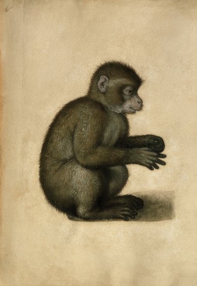 猴子-水彩画，A.Dürerattrib。 作者 阿尔布雷希特丢勒
