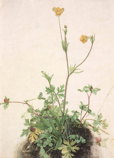 毛茛、红三叶草和车前草，1526年。 作者 阿尔布雷希特丢勒