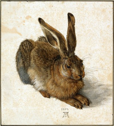野兔（修饰） 作者 Albrecht Dürer