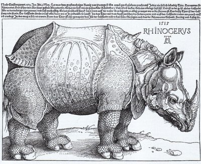 拉丁语  Rhinocerus 犀牛 作者 阿尔布雷希特丢勒