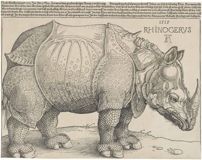 拉丁语  Rhinocerus 犀牛 作者 阿尔布雷希特丢勒