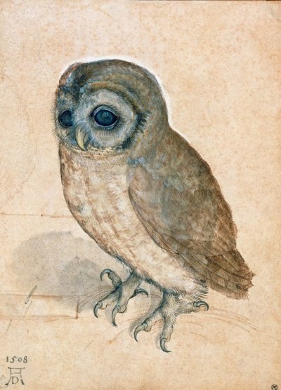 小猫头鹰，1508年。 作者 阿尔布雷希特丢勒
