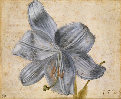 百合花的研究，1526年。 作者 阿尔布雷希特丢勒