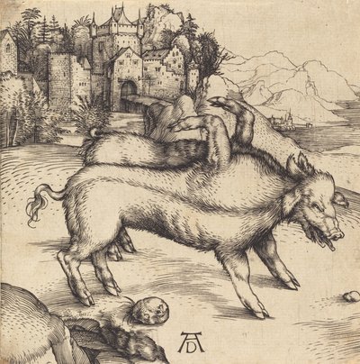 兰瑟的畸形猪，可能是1496年。 作者 阿尔布雷希特丢勒