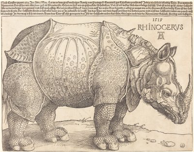犀牛》，1515年。 作者 Albrecht Dürer