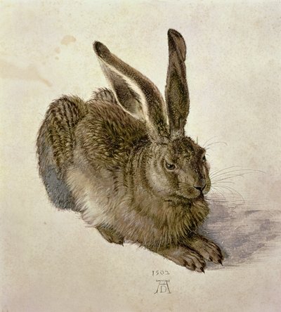年轻的野兔 作者 Albrecht Dürer