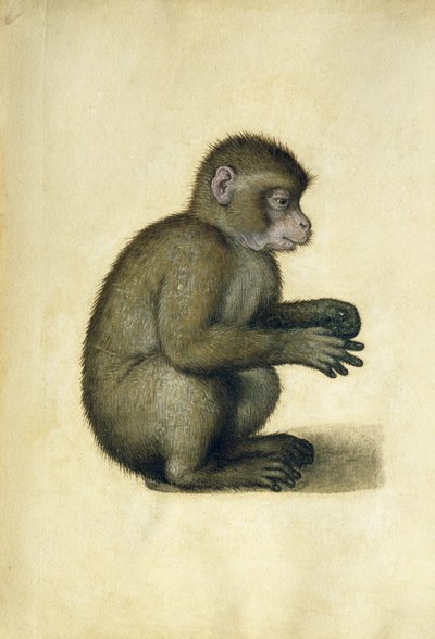 猴子（纸上水彩和水粉画 作者 阿尔布雷希特丢勒