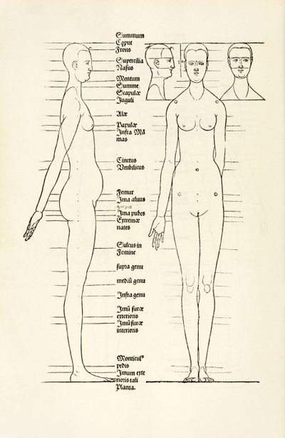 来自“Hierinn 是人类比例的四本书”的女性解剖木刻 作者 阿尔布雷希特丢勒