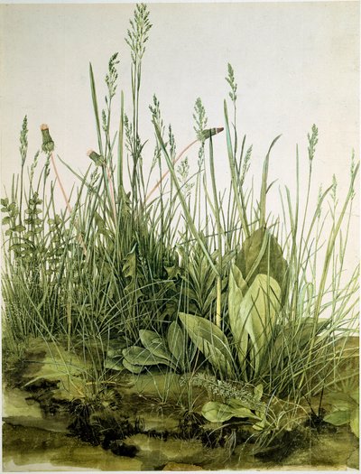 Albrecht Durer (1471-1528) 1503 Dim 的野草泥土水彩画。 41x31,5 cm 图形 Sammlung Albertina 作者 阿尔布雷希特丢勒