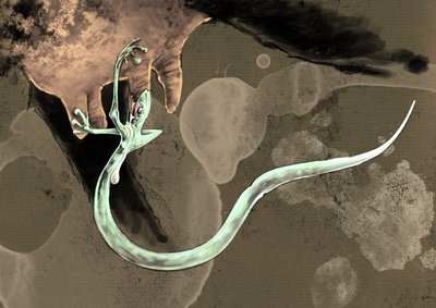 神奇的怪物和生物，隐栖动物学：塔泽尔虫（或爪子虫或阿拉萨斯虫）的表现 亚历山德罗-洛纳蒂的绘画，2012 年 作者 亚历山德罗·洛纳蒂