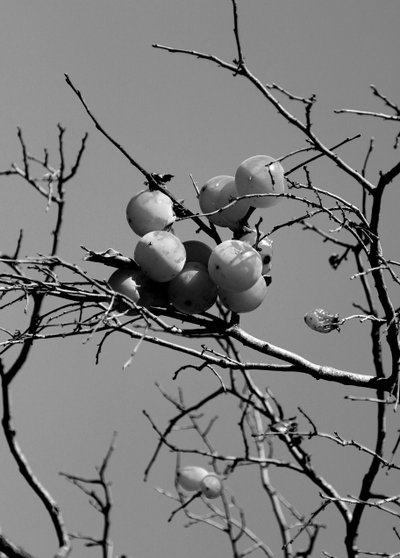 Conceptual garden,2019,(photography) 作者 亚历克斯·卡明克