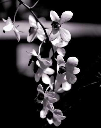 bunch,2019,(photography) 作者 亚历克斯·卡明克