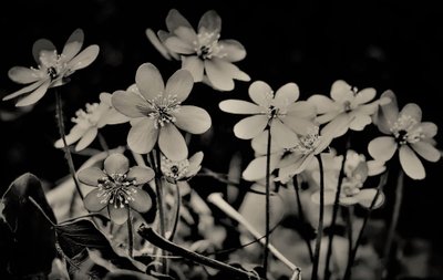 choir,2019,(photography) 作者 亚历克斯·卡明克