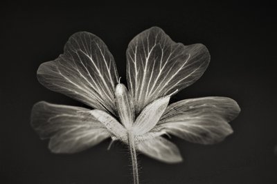 clarity,2019,(photography) 作者 亚历克斯·卡明克