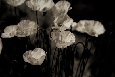 filed of units,2019,(photography) 作者 亚历克斯·卡明克