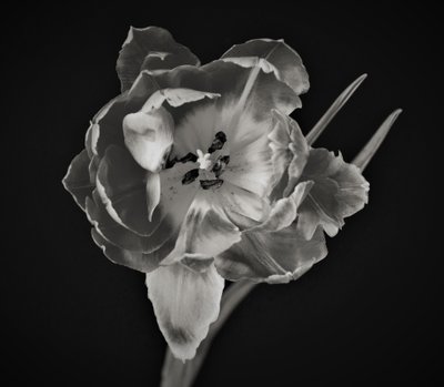 花的几何,2019,(摄影) 作者 亚历克斯·卡明克