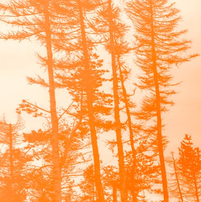 if the trees were orange,2019,(collage) 作者 亚历克斯·卡明克