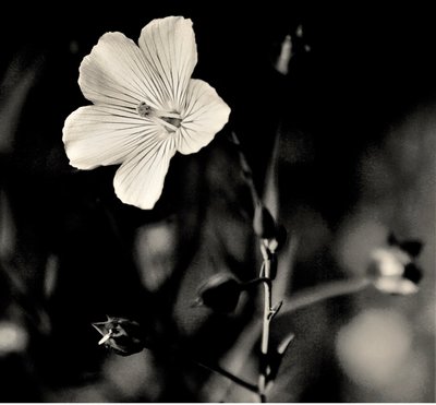 living star,2019,(photography) 作者 亚历克斯·卡明克