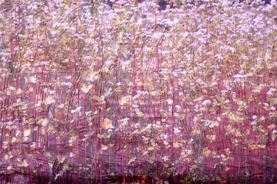 natural carpet,2019,(mixed media) 作者 亚历克斯·卡明克