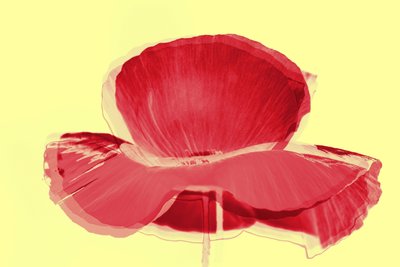 red tulip,2019,(mixed media) 作者 亚历克斯·卡明克