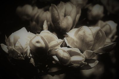 秘密解剖学,2019,(摄影) 作者 亚历克斯·卡明克