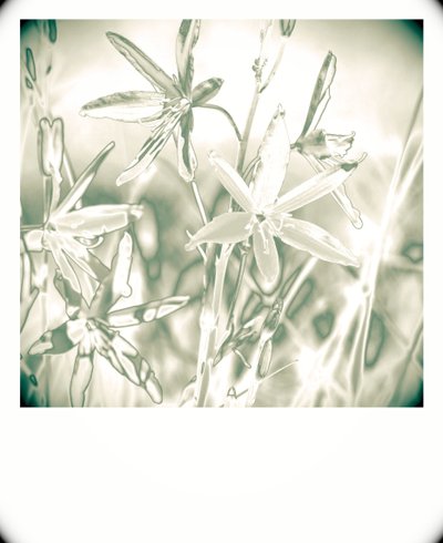 silver plants,2019,(photography) 作者 亚历克斯·卡明克