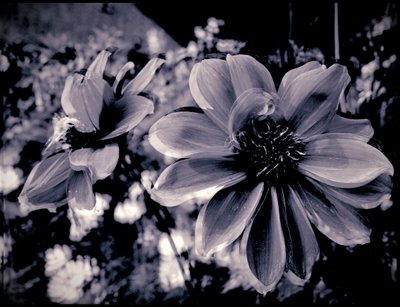 theatrical decoration,2019,(photography) 作者 亚历克斯·卡明克