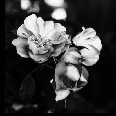 三朵花,2019,(摄影) 作者 亚历克斯·卡明克