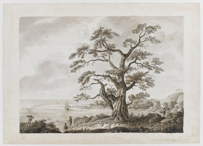 Add.15508，第 4 号，奥塔海特树山上的树，选自 "印度墨水图画，说明库克船长的第一次航行 作者 亚历山大·布坎（Alexander Buchan）