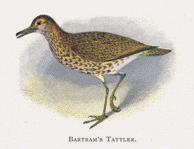 Batrams Tattler 作者 亚历山大·弗朗西斯·莱登