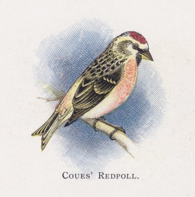 Coues Redpoll 作者 亚历山大·弗朗西斯·莱登