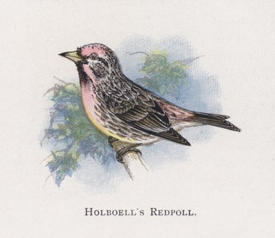 Holboells Redpoll 作者 亚历山大·弗朗西斯·莱登