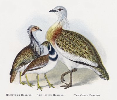 Macqueens Bustard，The Little Bustard，The Great Bustard 作者 亚历山大·弗朗西斯·莱登